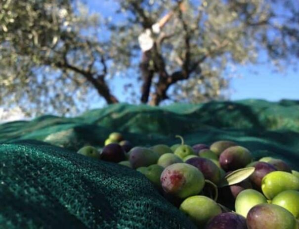 Raccolta-delle-olive-1200x900