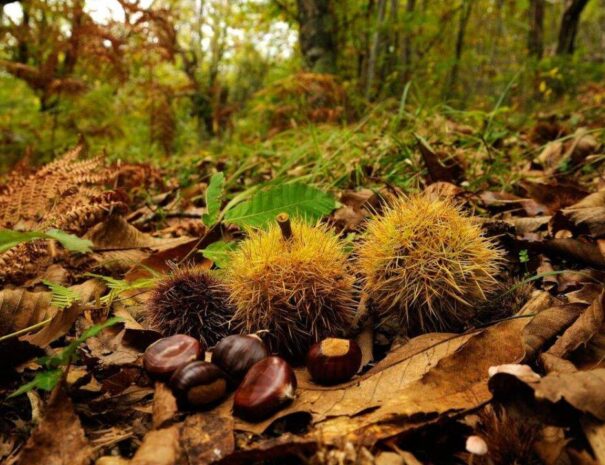bosco_castagne_-1280x720